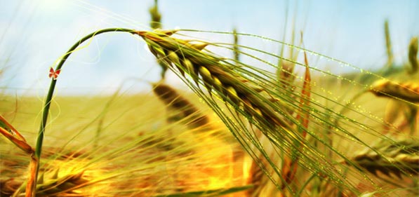 Wheat Malt Grain